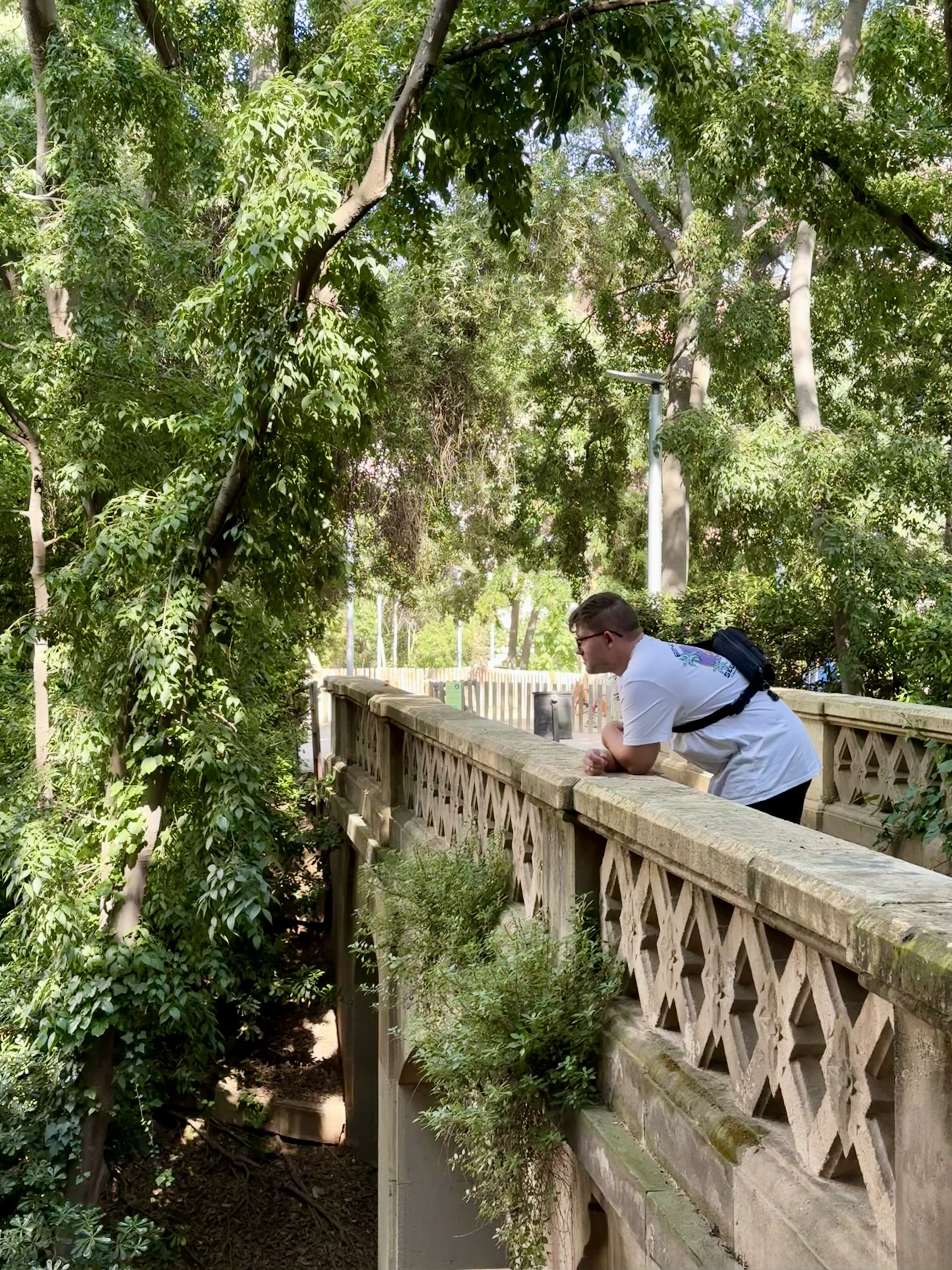Forest Dreams
